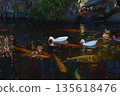 鴨子漂浮在池塘上 135618476