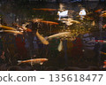 錦鯉在池塘里游泳 135618477