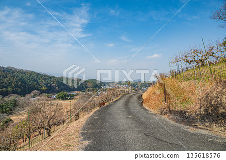 奈良縣飛鳥村冬季山坡果園景色 奈良縣飛鳥村冬季山坡果園景色 135618576