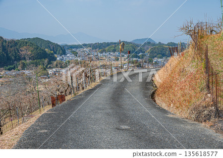 奈良縣飛鳥村冬季山坡果園景色 奈良縣飛鳥村冬季山坡果園景色 135618577