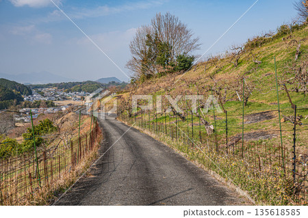 Winter scenery of Asuka Village, mountainside orchard, Nara Prefecture Winter scenery of Asuka Village, mountainside orchard, Nara Prefecture 135618585