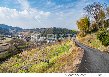 Winter scenery of Asuka Village, mountainside orchard, Nara Prefecture Winter scenery of Asuka Village, mountainside orchard, Nara Prefecture 135618589