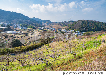奈良縣飛鳥村冬季山坡果園景色 135618591