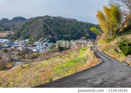 Winter scenery of Asuka Village, mountainside orchard, Nara Prefecture Winter scenery of Asuka Village, mountainside orchard, Nara Prefecture 135618592