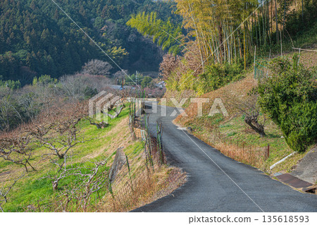 Winter scenery of Asuka Village, mountainside orchard, Nara Prefecture 135618593
