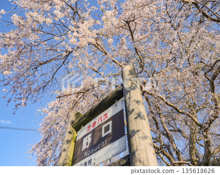 春日之旅:明日香村的巴士站被盛開的垂枝櫻花裝點。 春日之旅:明日香村的巴士站被盛開的垂枝櫻花裝點。 135618626