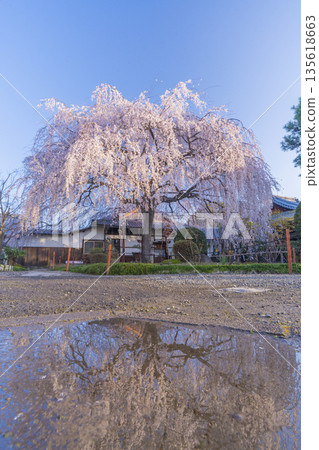 Spring in Kyoto: Reflection of the weeping cherry blossoms at Honmanji Temple 135618663