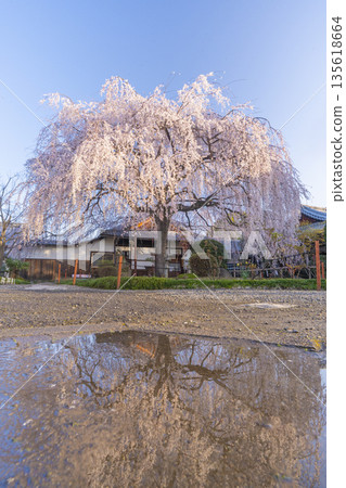 Spring in Kyoto: Reflection of the weeping cherry blossoms at Honmanji Temple 135618664