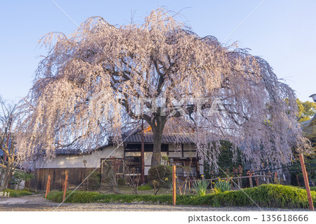 Spring in Kyoto: Weeping cherry blossoms at Honmanji Temple 135618666