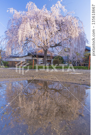 Spring in Kyoto: Reflection of the weeping cherry blossoms at Honmanji Temple 135618667