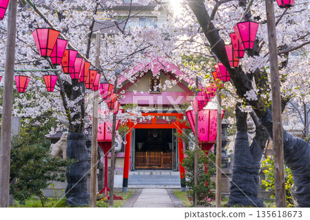 Tosa Inari Shrine, Ishinomiya Shrine, cherry blossoms in full bloom (Nishi Ward, Osaka City) Tosa Inari Shrine, Ishinomiya Shrine, cherry blossoms in full bloom (Nishi Ward, Osaka City) 135618673