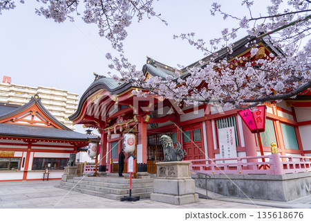 土佐稻荷神社正殿櫻花盛開(大阪市西區) 土佐稻荷神社正殿櫻花盛開(大阪市西區) 135618676