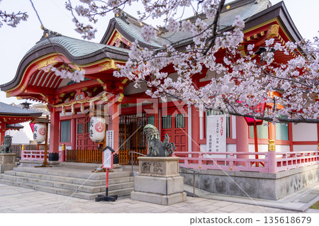 Tosa Inari Shrine Main Hall Cherry blossoms in full bloom (Nishi Ward, Osaka City) 135618679