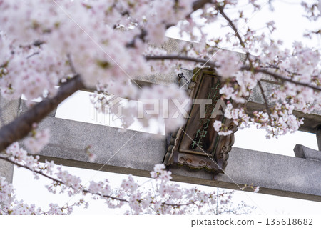 土佐稻荷神社石鳥居與盛開的櫻花（大阪市西區） 135618682