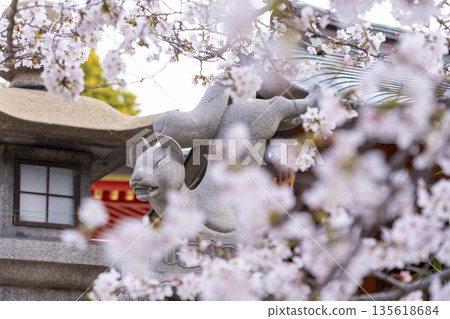 土佐稻荷神社，守護狐狸，盛開的櫻花（大阪市西區） 135618684