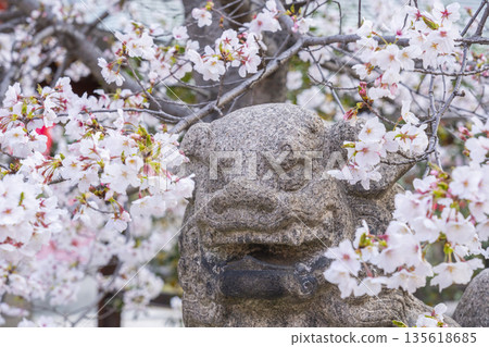 Tosa Inari Shrine, Komainu, cherry blossoms in full bloom (Nishi Ward, Osaka City) 135618685