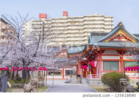 Tosa Inari Shrine, guardian lions, main hall, cherry blossoms in full bloom (Nishi Ward, Osaka City) 135618690