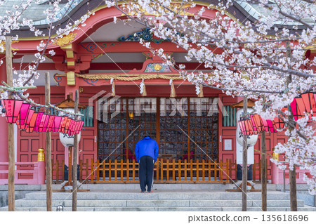 土佐稻荷神社正殿櫻花盛開(大阪市西區) 土佐稻荷神社正殿櫻花盛開(大阪市西區) 135618696