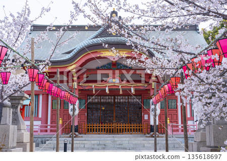 土佐稻荷神社正殿櫻花盛開(大阪市西區) 土佐稻荷神社正殿櫻花盛開(大阪市西區) 135618697
