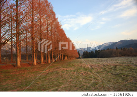 水杉樹林線，滋賀縣牧野町 135619262