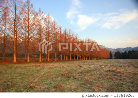 滋賀縣牧野町的水杉樹 135619263