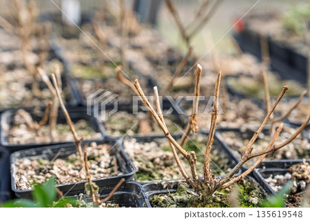 Dormant Hydrangea Plants in Pots Awaiting Spring Growth in Greenhouse Environment 135619548