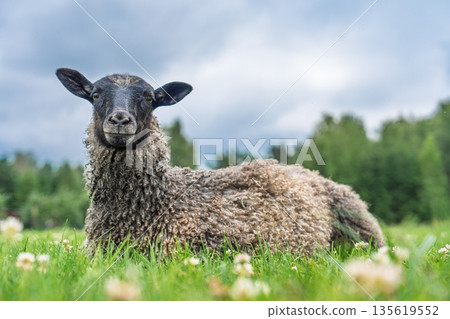 Content Sheep Resting in a Scenic Meadow Under Cloudy Skies, Animal Portrait View 135619552