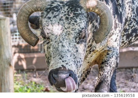 Nguni Cattle Portrait A Unique Breed with Striking Horns and Distinctive Markings in Natural Light 135619558