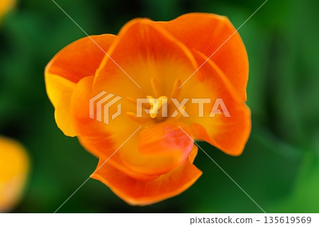 Radiant Orange Tulip Blossom in Full Bloom, Captivating with its Vibrant and Warm Hues, on Green Radiant Orange Tulip Blossom in Full Bloom, Captivating with its Vibrant and Warm Hues, on Green 135619569