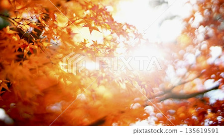 Autumn leaves Autumn leaves 135619591
