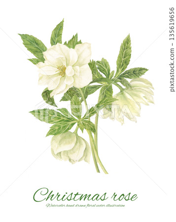 水彩風格的白色聖誕玫瑰花束 135619656