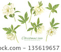Watercolor cartoon of a white Christmas rose 135619657