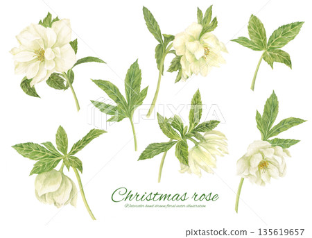 Watercolor cartoon of a white Christmas rose 135619657