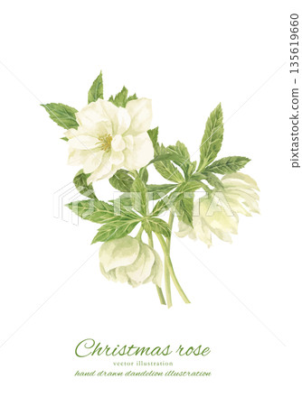 Watercolor cartoon of a white Christmas rose 135619660
