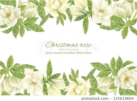 水彩白聖誕玫瑰畫框 135619664