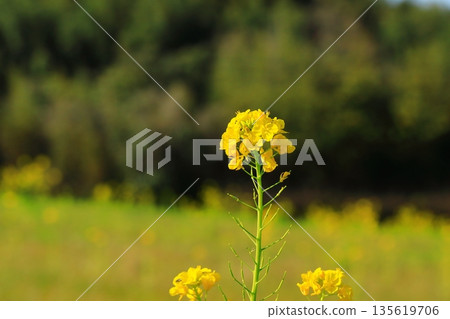 Rape blossoms bathed in the blue sky 135619706