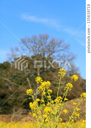 油菜花沐浴在藍天中 油菜花沐浴在藍天中 135619719