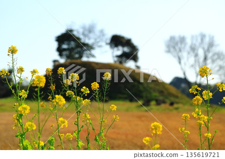 油菜花沐浴在藍天中 油菜花沐浴在藍天中 135619721