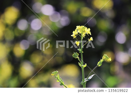 Shining beautiful rape blossoms Shining beautiful rape blossoms 135619922