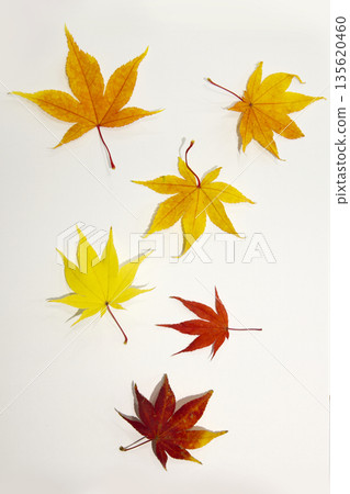 These are colorful maple leaves. 135620460