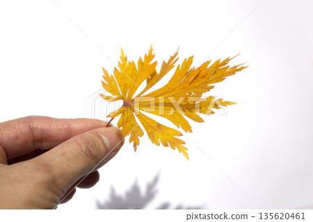 A hand holding a maple leaf 135620461