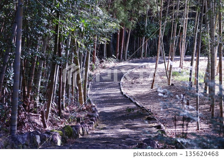 通往竹林的道路 通往竹林的道路 135620468