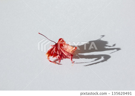 It is a red maple leaf placed on a white background. It is a red maple leaf placed on a white background. 135620491