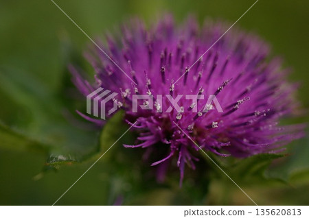 Vivid purple thistle with sharp thorny leaves 2 Vivid purple thistle with sharp thorny leaves 2 135620813
