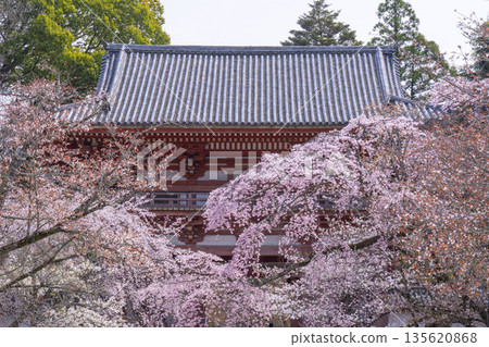 Spring in Kyoto: Cherry blossoms and the West Gate (Niomon) at Daigoji Temple 135620868