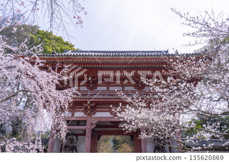 春天的京都、醍醐寺、櫻花和西大門(仁王門) 春天的京都、醍醐寺、櫻花和西大門(仁王門) 135620869