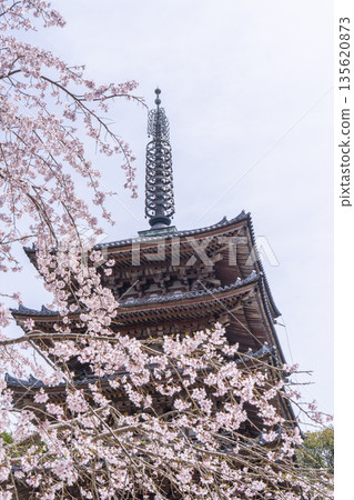 Spring in Kyoto: Daigoji Temple, weeping cherry blossoms and five-story pagoda Spring in Kyoto: Daigoji Temple, weeping cherry blossoms and five-story pagoda 135620873