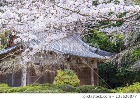 春天的京都、醍醐寺、櫻花和真如三摩堂 春天的京都、醍醐寺、櫻花和真如三摩堂 135620877