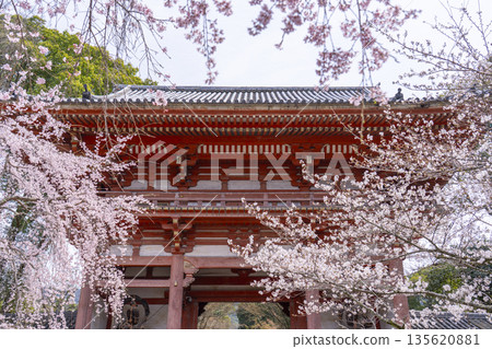 春天的京都、醍醐寺、櫻花和西大門（仁王門） 135620881
