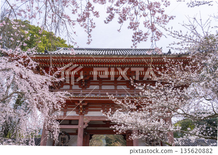 Spring in Kyoto: Cherry blossoms and the West Gate (Niomon) at Daigoji Temple Spring in Kyoto: Cherry blossoms and the West Gate (Niomon) at Daigoji Temple 135620882